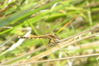 Orthetrum albistylum