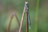 Platycnemis pennipes