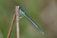 Platycnemis pennipes