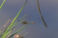Cordulia aenea
