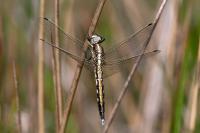 Orthetrum albistylum