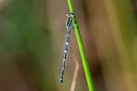 Coenagrion scitulum