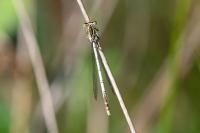Platycnemis pennipes