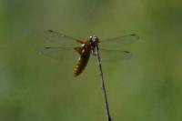 Libellula depressa