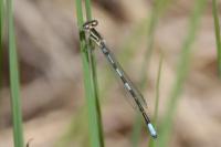 Coenagrion scitulum
