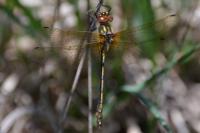 Oxygastra curtisii