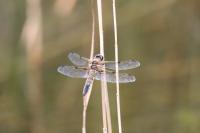 Libellula quadrimaculata