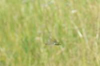 Anax imperator