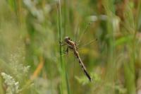 Orthetrum albistylum