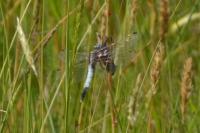 Orthetrum albistylum