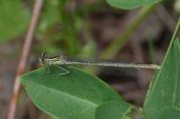 Platycnemis pennipes