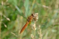 Crocothemis erythraea
