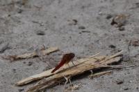 Crocothemis erythraea
