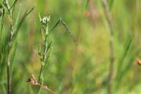 Coenagrion scitulum