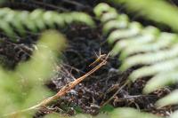 Orthetrum cancellatum