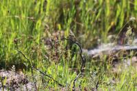 Orthetrum cancellatum