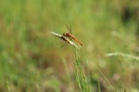 Crocothemis erythraea