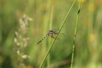 Orthetrum albistylum