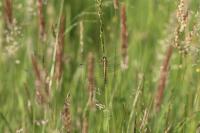 Orthetrum cancellatum