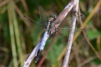 Orthetrum albistylum