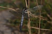 Orthetrum albistylum