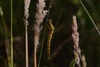 Orthetrum cancellatum