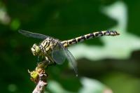 Onychogomphus forcipatus