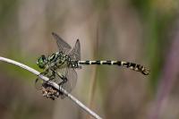 Onychogomphus forcipatus