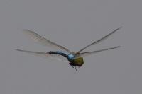 Anax imperator