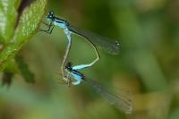 Ischnura elegans