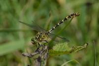 Onychogomphus forcipatus