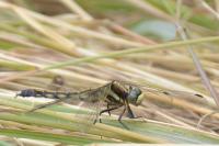 Orthetrum albistylum
