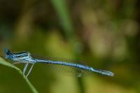 Platycnemis pennipes