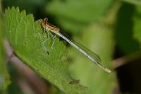 Platycnemis pennipes