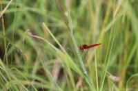 Crocothemis erythraea