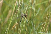 Orthetrum albistylum