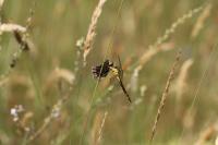 Orthetrum cancellatum