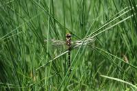 Cordulegaster boltonii