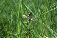 Cordulegaster boltonii