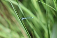 Coenagrion mercuriale