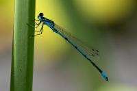 Coenagrion puella