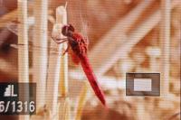 Crocothemis erythraea