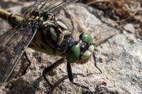 Onychogomphus forcipatus
