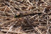 Onychogomphus forcipatus