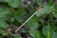 Platycnemis pennipes