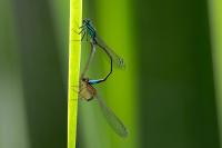 Ischnura elegans