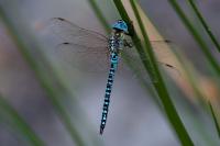 Aeshna affinis