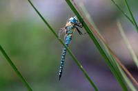 Aeshna affinis