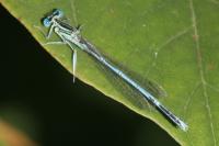 Platycnemis pennipes