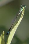 Ischnura elegans